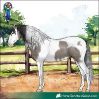 Horse Color:Grullo Splash Tobiano 
