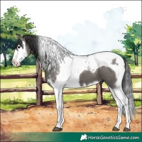 Horse Color:Grullo Splash Tobiano 
