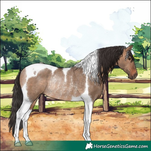 Horse Color:Brown Dun Tobiano Rabicano