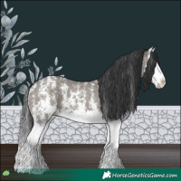 Horse Color:Grullo Sabino Splash
