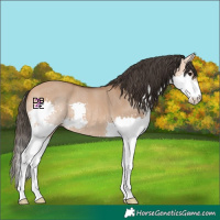 Horse Color:Bay Dun Splash 