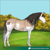 Horse Color:Bay Dun Splash