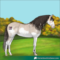 Horse Color:Bay Dun Splash 