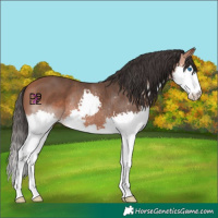 Horse Color:Bay Splash 