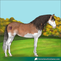 Horse Color:Bay Splash 