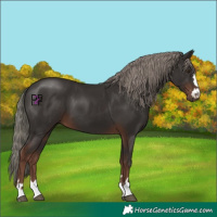 Horse Color:Liver Chestnut Mushroom 