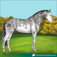 Horse Color:Grullo Sabino Splash Rabicano 