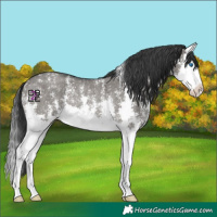 Horse Color:Grullo Sabino Splash Rabicano 