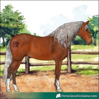 Horse Color:Silver Bay 