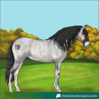 Horse Color:Blue Onyx Roan 