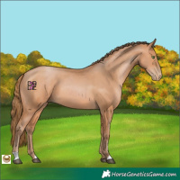 Horse Color:Bay Pearl