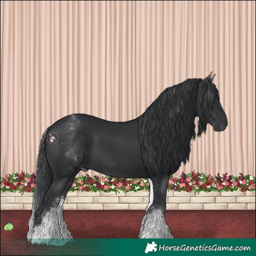 Horse Color:White Spotted Black 