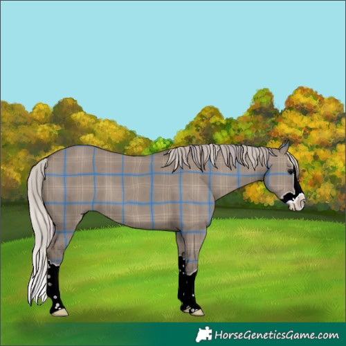 Horse Color:Plaid  Silver Grullo Splash 