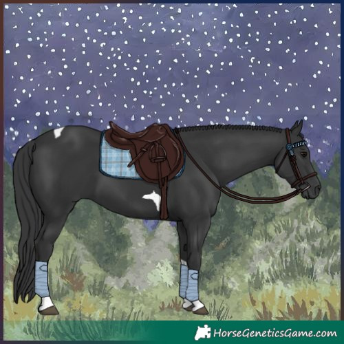 Horse Color:Black Tobiano 