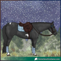 Horse Color:Black Tobiano 