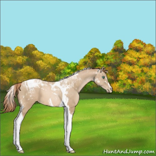 Horse Color:Smoky Black Pearl Sabino Tobiano 