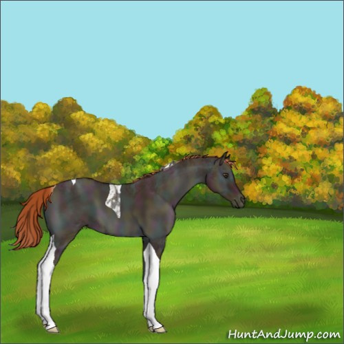 Horse Color:Midnight Gold Champagne Ice Onyx Tobiano 