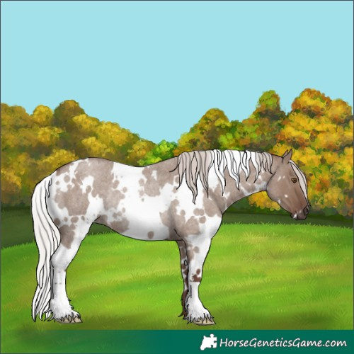 Horse Color:White Spotted Silver Grullo Roan Rabicano