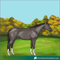 Horse Color:Smoky Grullo