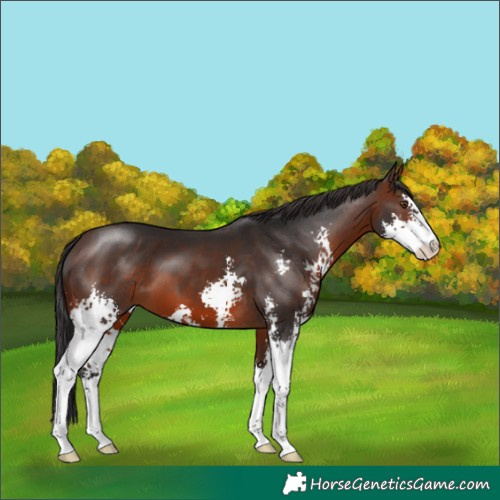 Horse Color:Brown Sabino