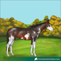 Horse Color:Brown Sabino