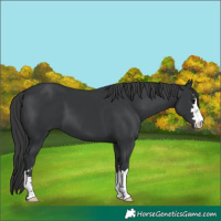 Horse Color:Black 