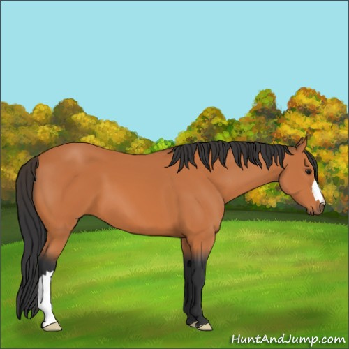 Horse Color:Bay 