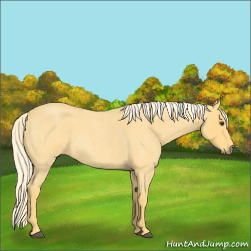 Horse Color:Palomino Roan 