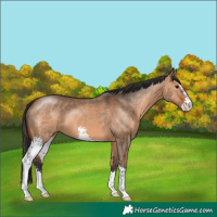 Horse Color:Bay Dun Sabino 