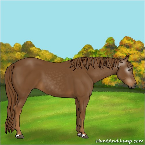 Horse Color:Gray Chestnut 