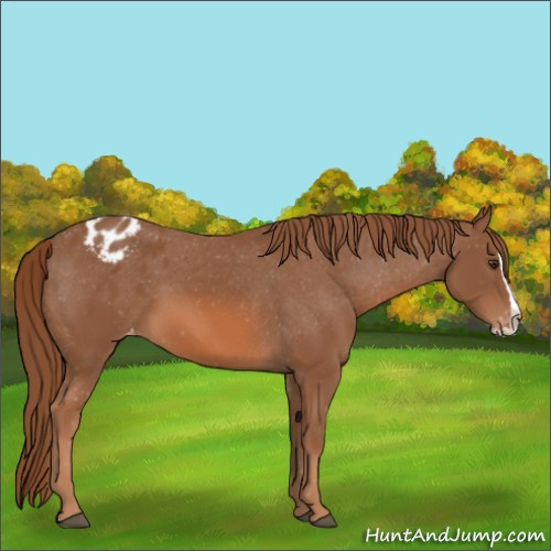 Horse Color:Chestnut Splash Appaloosa