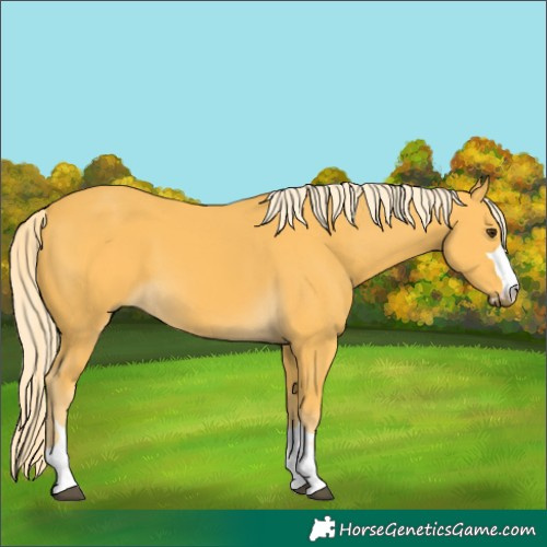 Horse Color:Palomino 
