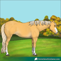 Horse Color:Palomino
