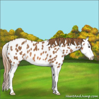 Horse Color:Chestnut Splash Appaloosa 