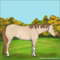 Horse Color:Red Dun Tobiano