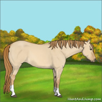 Horse Color:Red Dun Tobiano 