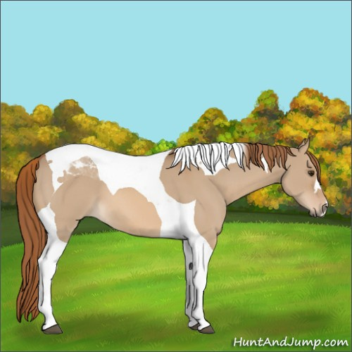 Horse Color:Red Dun Tobiano 