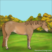 Horse Color:Chestnut Rabicano 