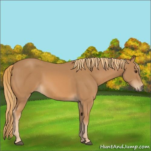 Horse Color:Chestnut Rabicano 