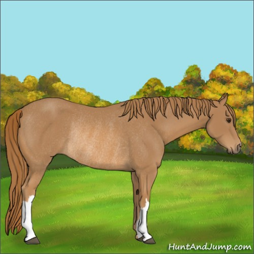 Horse Color:Chestnut Rabicano 