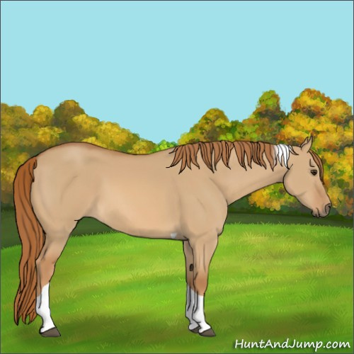 Horse Color:Red Dun Tobiano 