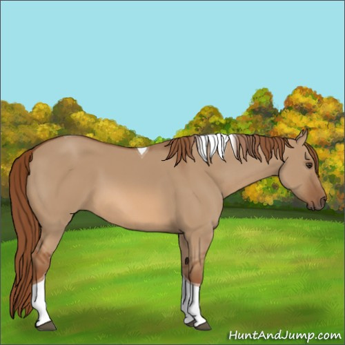 Horse Color:Red Dun Tobiano 