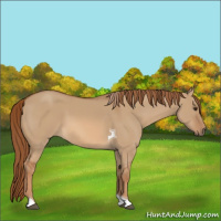Horse Color:Red Dun Tobiano