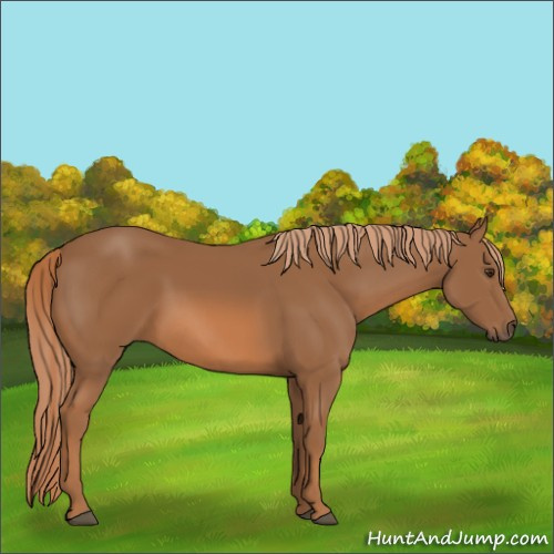 Horse Color:Chestnut Rabicano 