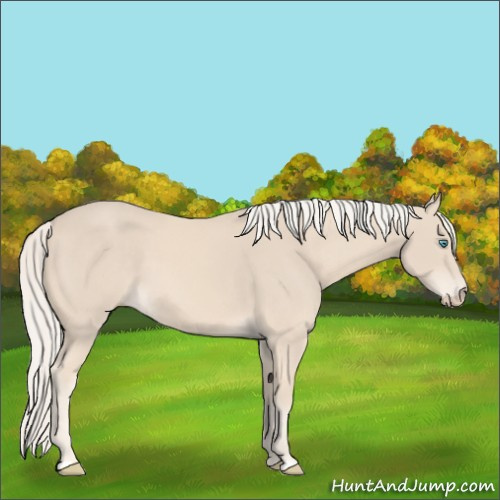 Horse Color:Cremello 