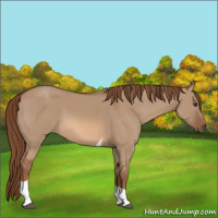 Horse Color:Red Dun Tobiano 