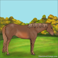 Horse Color:Chestnut Rabicano 