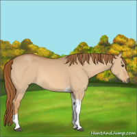 Horse Color:Red Dun Tobiano 