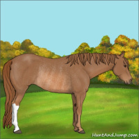 Horse Color:Chestnut Rabicano 