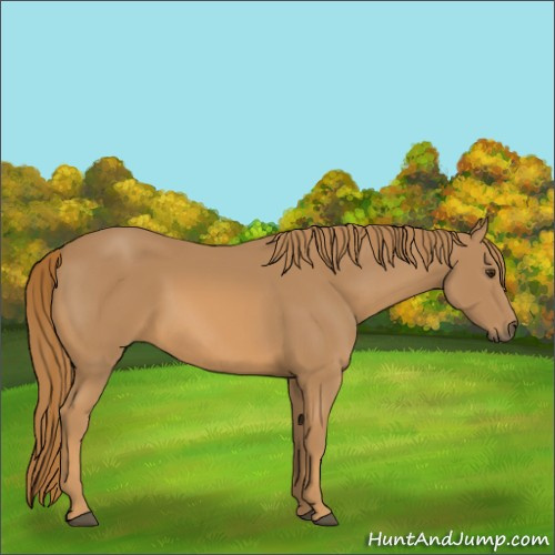 Horse Color:Chestnut Rabicano 